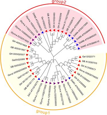 Genome-Wide Analysis of DA1-Like Genes in Gossypium and Functional Characterization of GhDA1-1A Controlling Seed Size